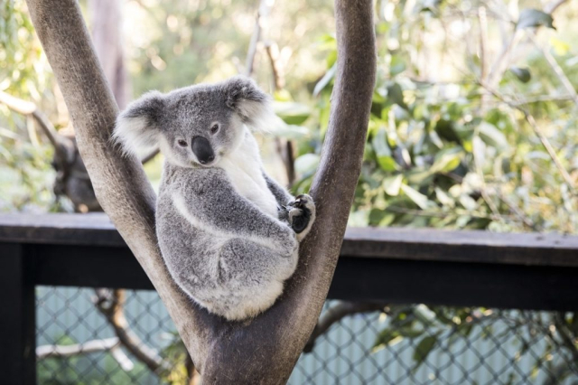 Australian Reptile Park Central Coast