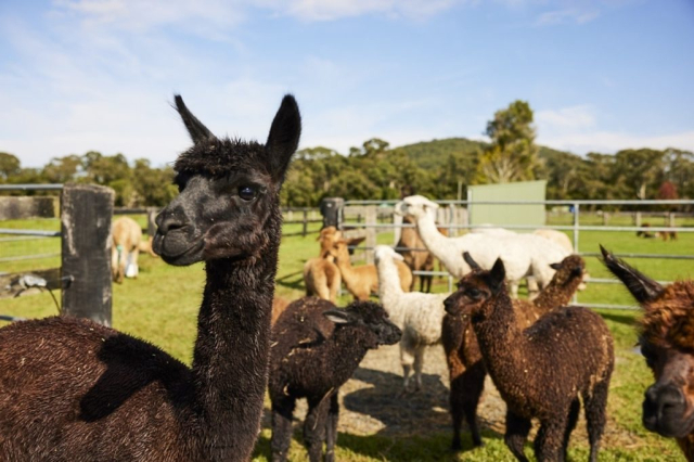 Iris Lodge Alpacas Jilliby